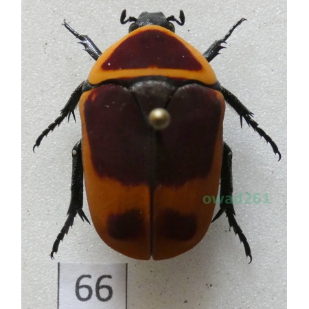 Pachnoda marginata peregrina Kolbe, 1906 ex. ovo Czad66